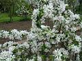 2010-0429_1350_Blossom_19,0C